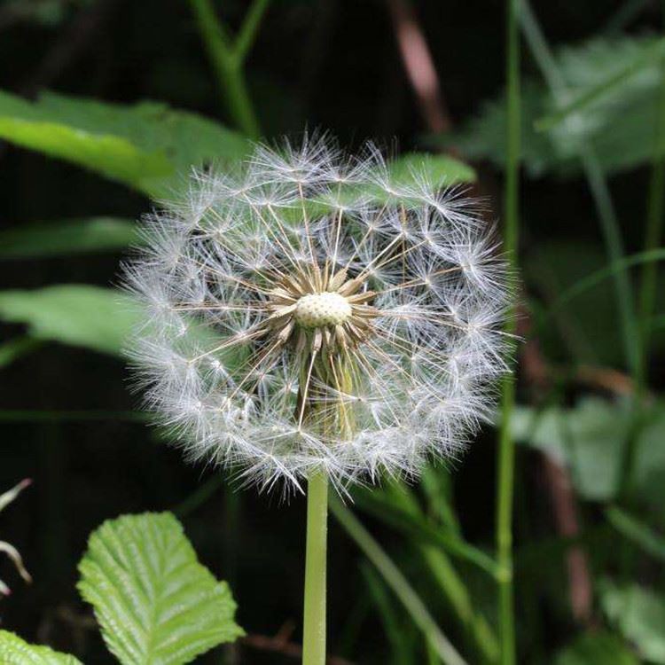 Quelles sont les activités biologiques du pissenlit ?